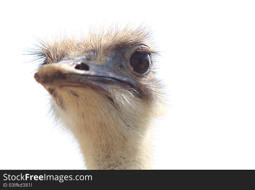 Ostrich head isolated (focus on eye)