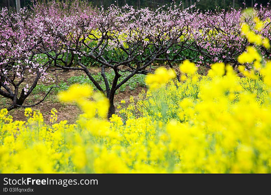 Pink peach flowers with yellow oilseed blossom in spring day. Pink peach flowers with yellow oilseed blossom in spring day.