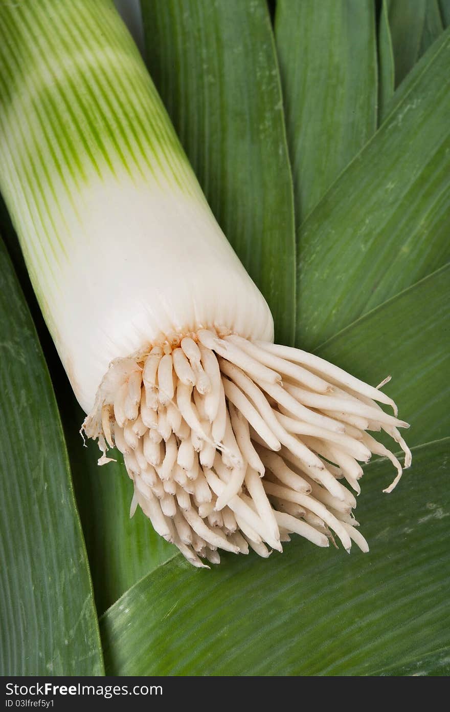 Leek