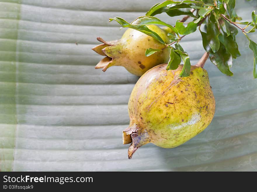 Punica Pomegranate Ancient  On the leaves. Banana