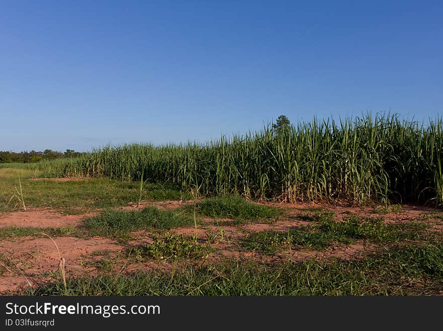 Sugar-cane Farm in thailand