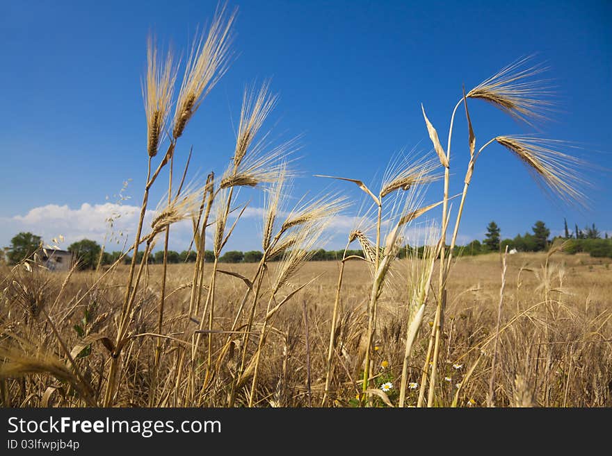 Wheat field and blue sky