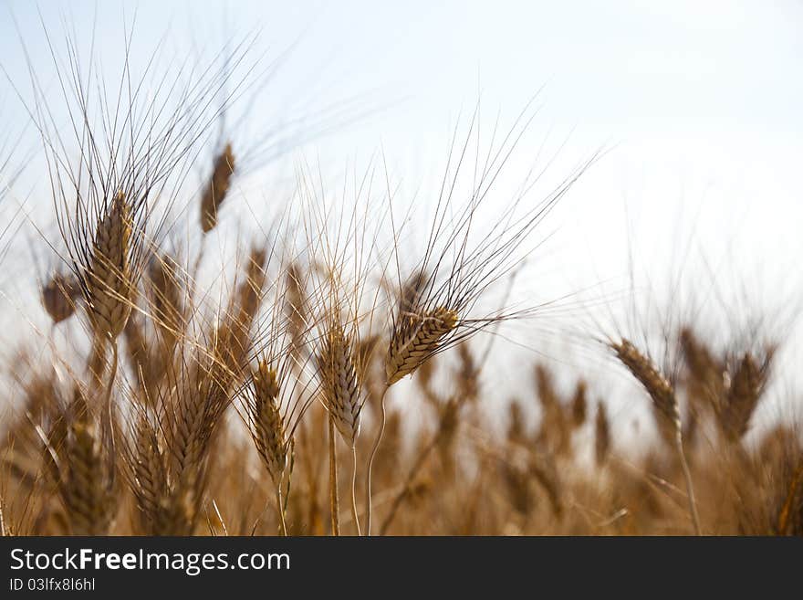 Wheat field and open sky