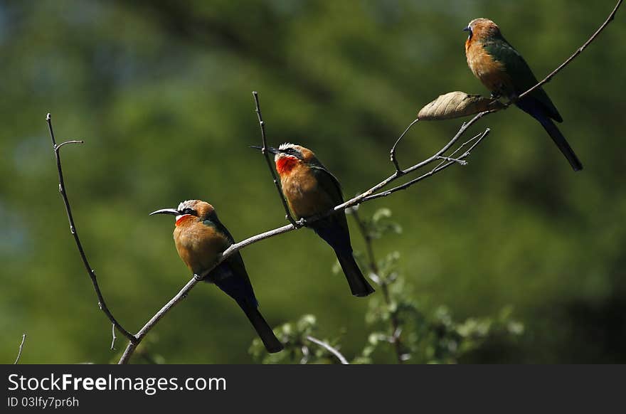 White Fronted Bee-Eaters perched over the Okovango Delta. White Fronted Bee-Eaters perched over the Okovango Delta