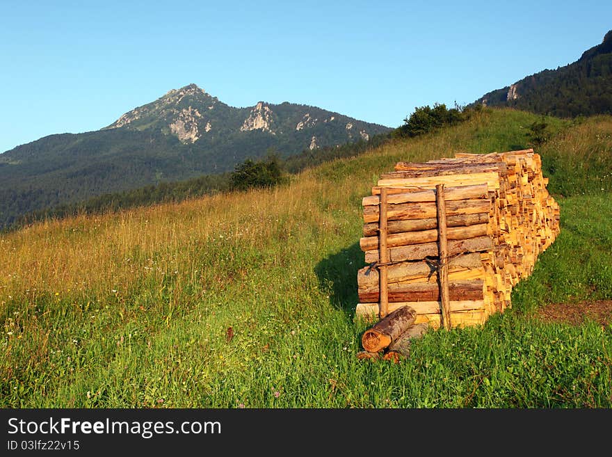 Wood pieces in the meadow. Wood pieces in the meadow