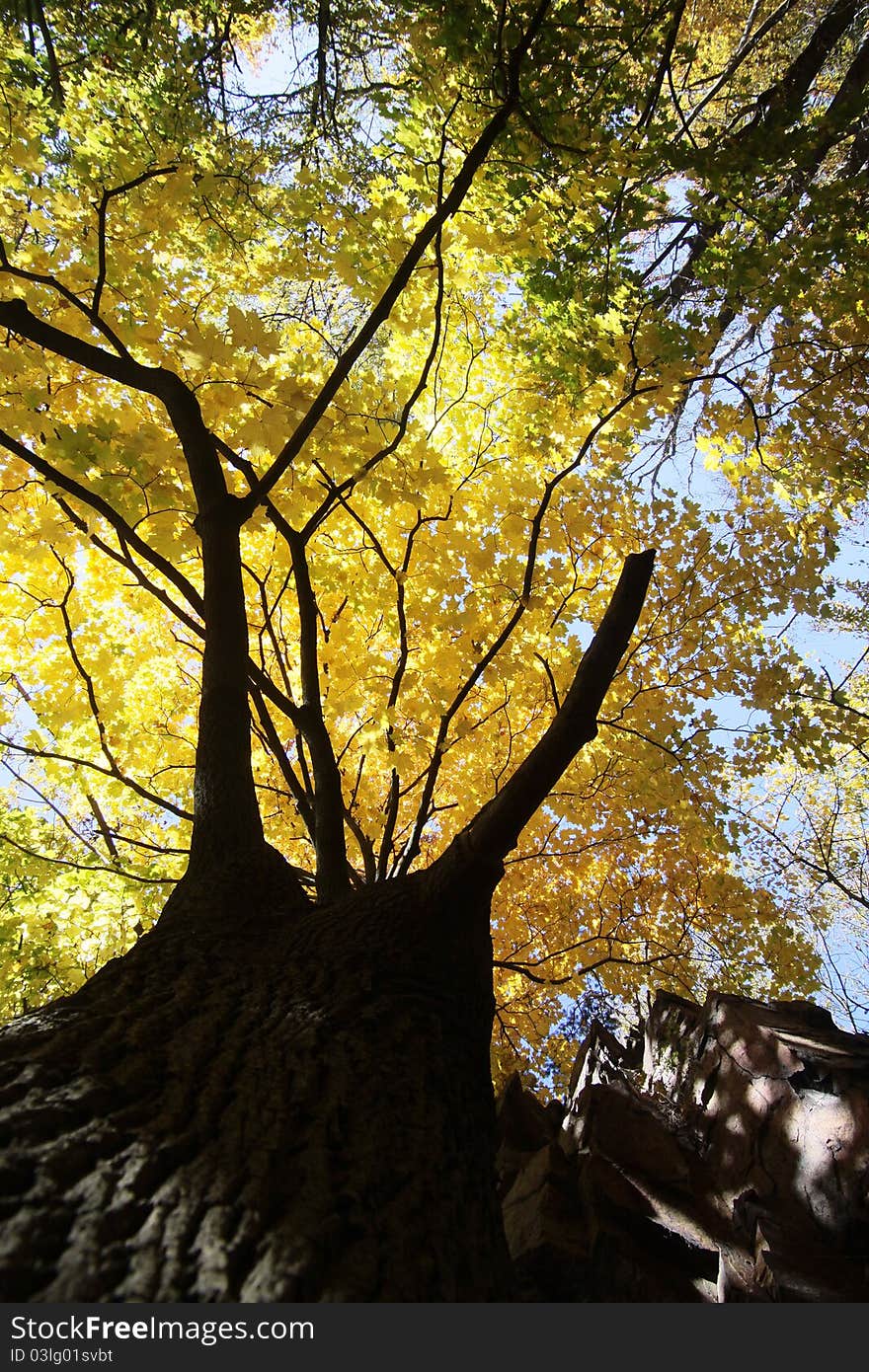 Colorful leafs in autumn forest