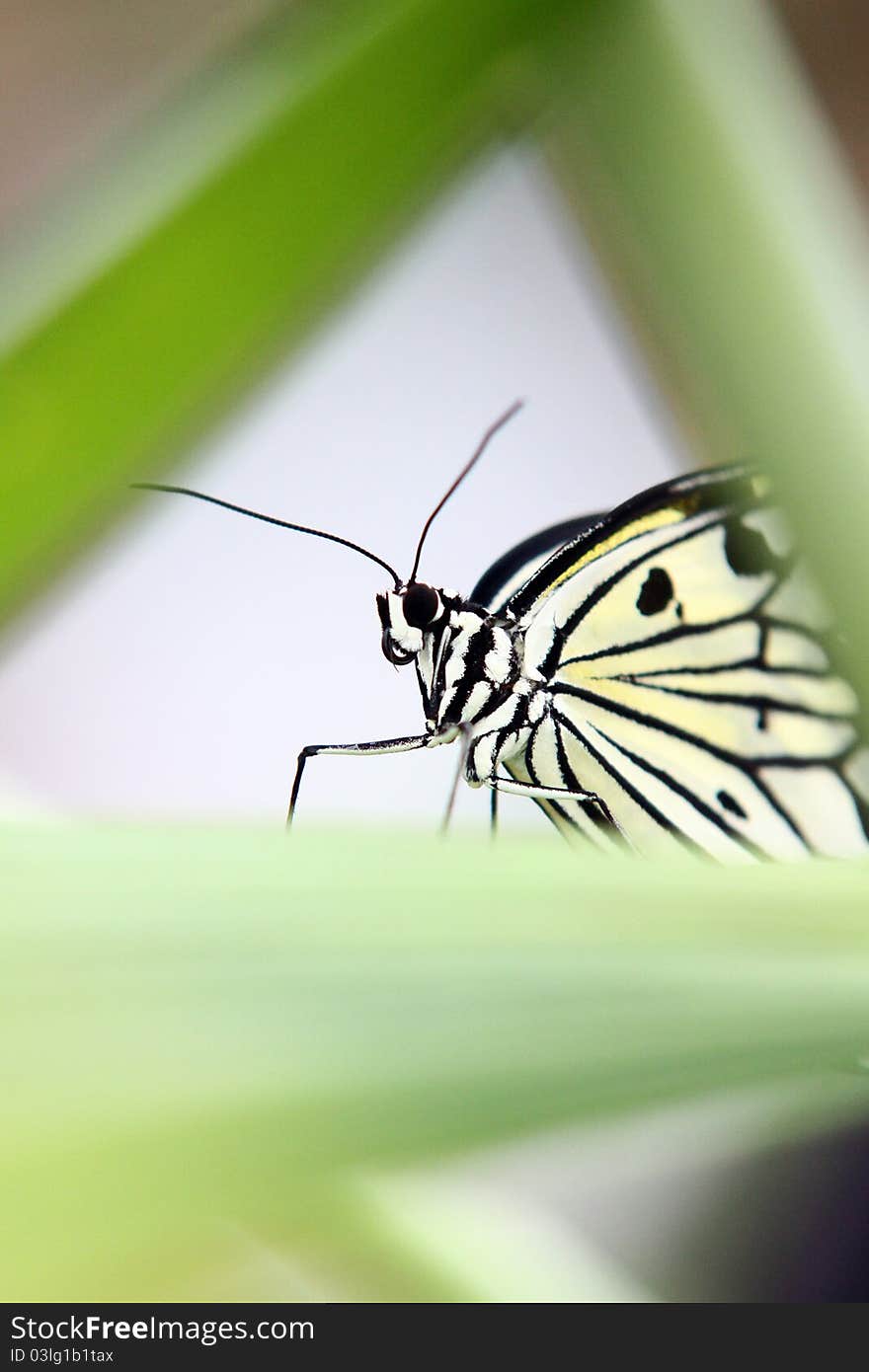 Detail photo of butterfly sitting on the leaf