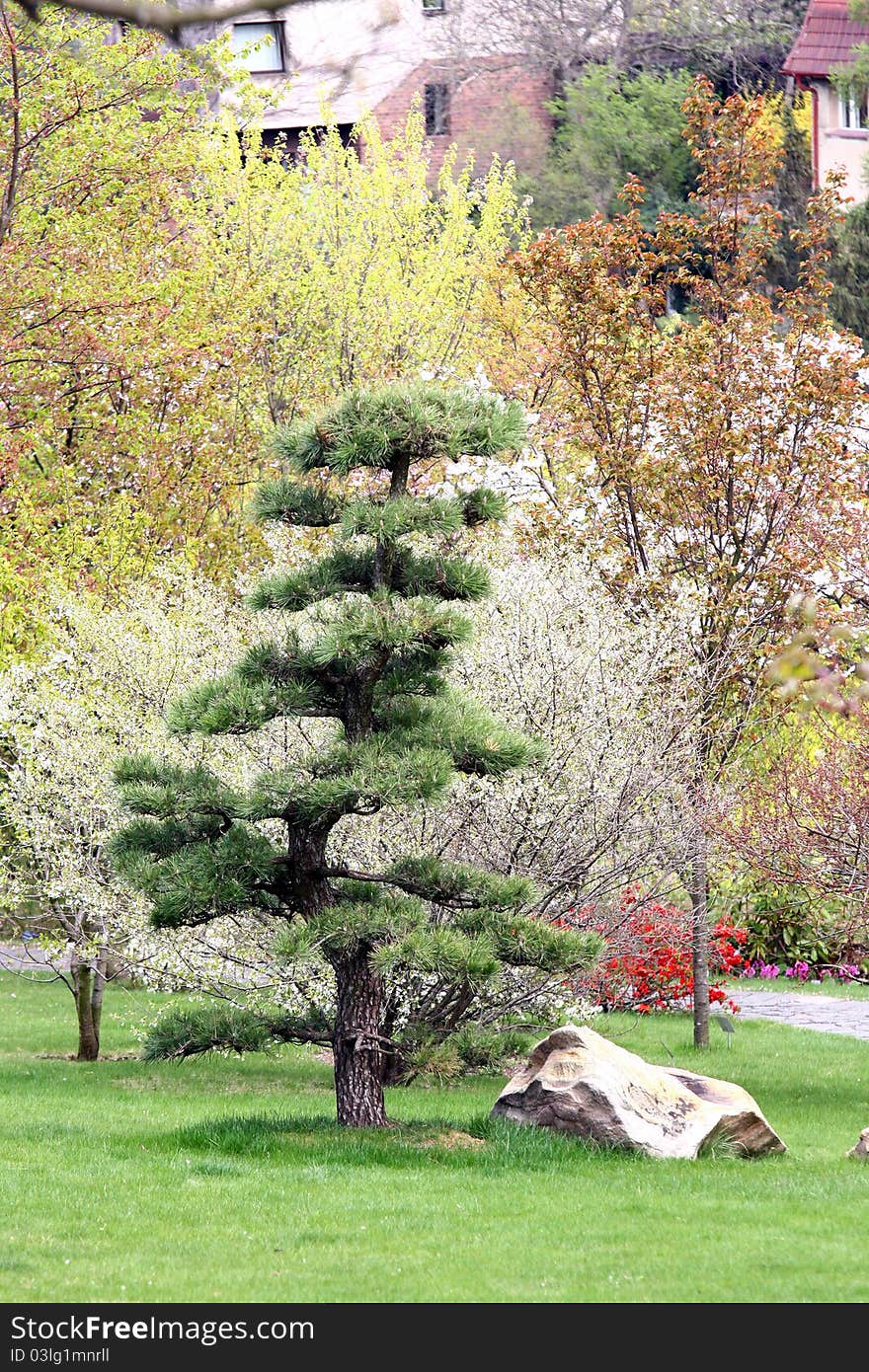 Japan garden during spring time