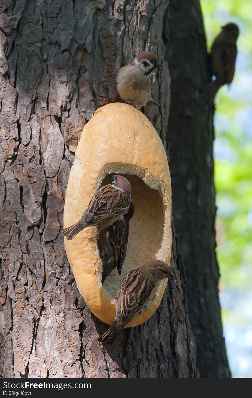 Feeding trough for birds from a white bread. Feeding trough for birds from a white bread