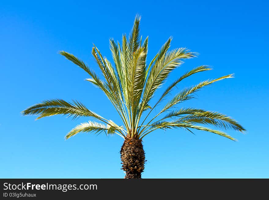 Palm against the sky.