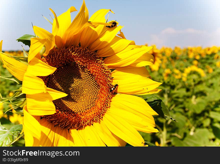 Insects on sunflower - pollination process