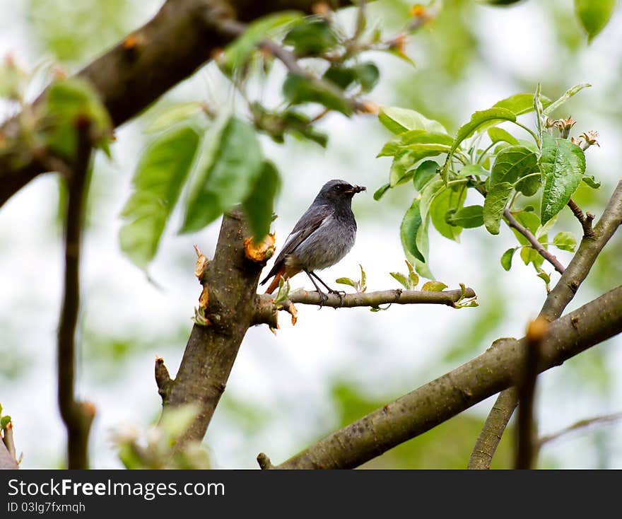 Cute phoenicurus bird hunting a spider