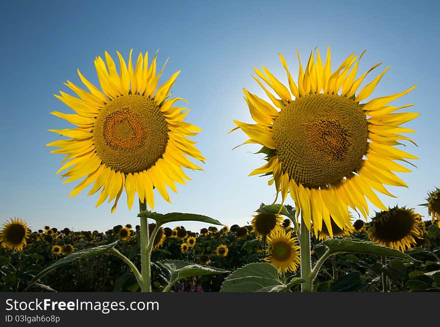 Sunflower in the sky, tuscany italy