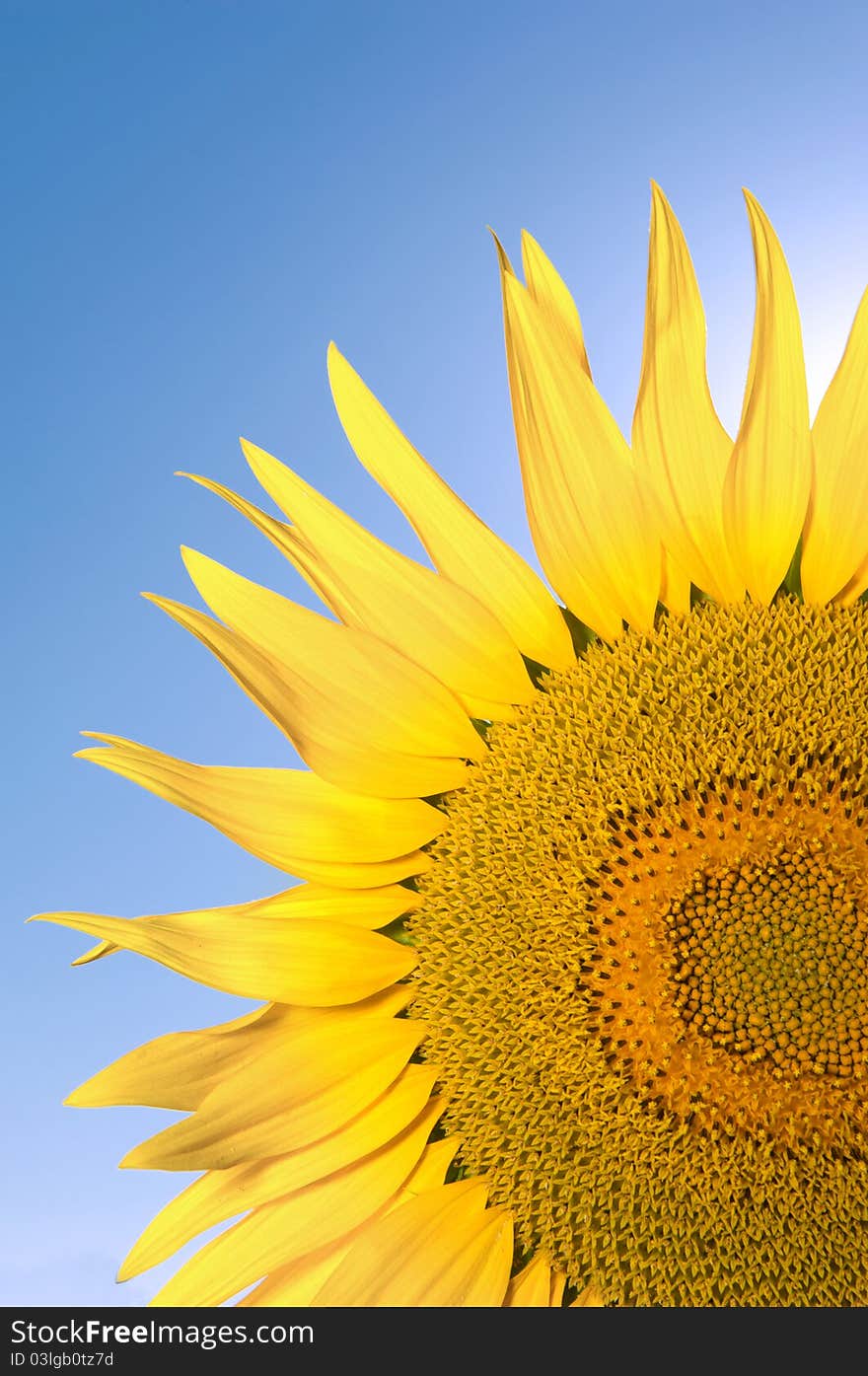 Sunflower in the sky, tuscany italy