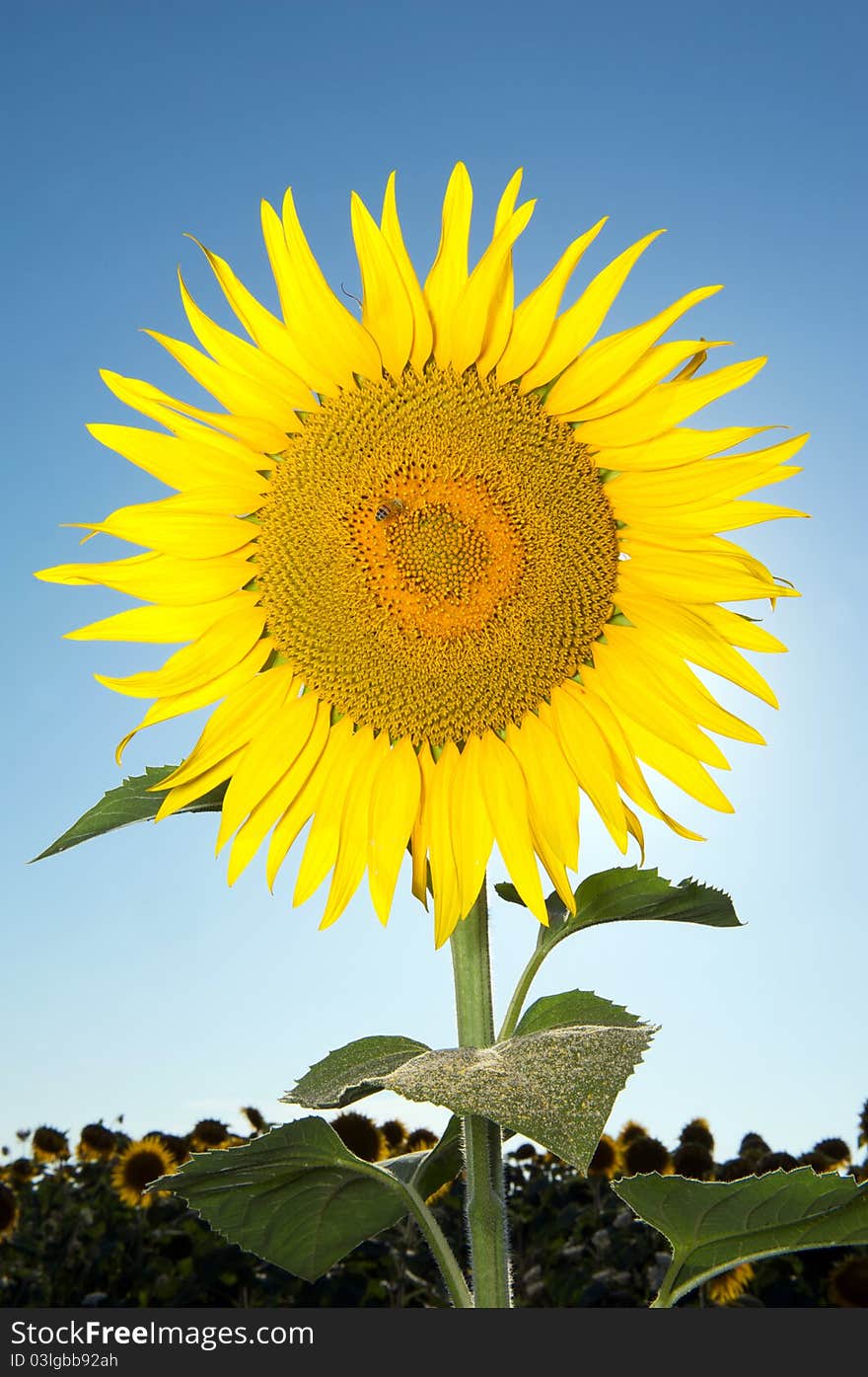 Sunflower in the sky, tuscany italy