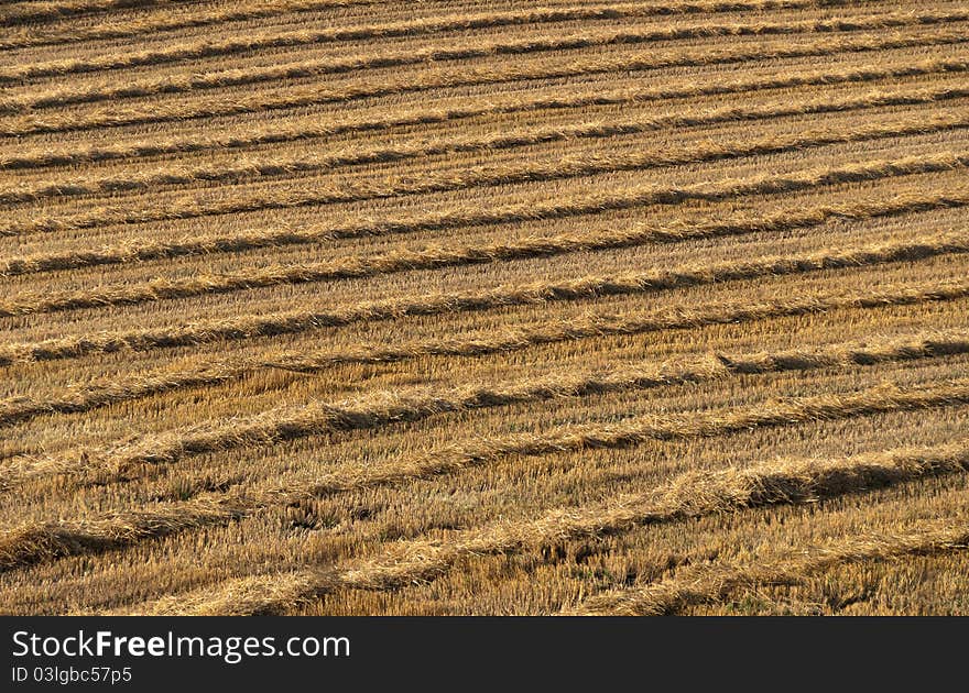 Field ready for harvesting hay. Field ready for harvesting hay