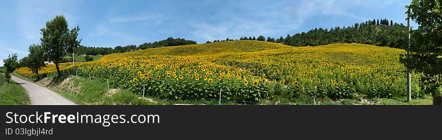 Overview of a field of sunflowers on a hill in Predappio