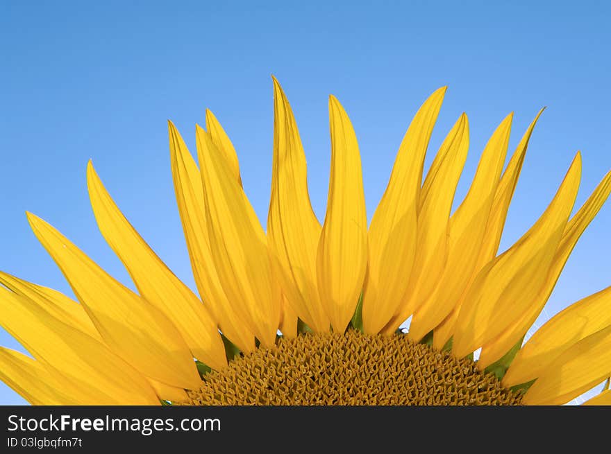 Sunflower in the sky, tuscany italy