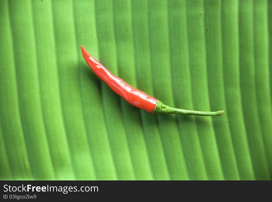 Chilli