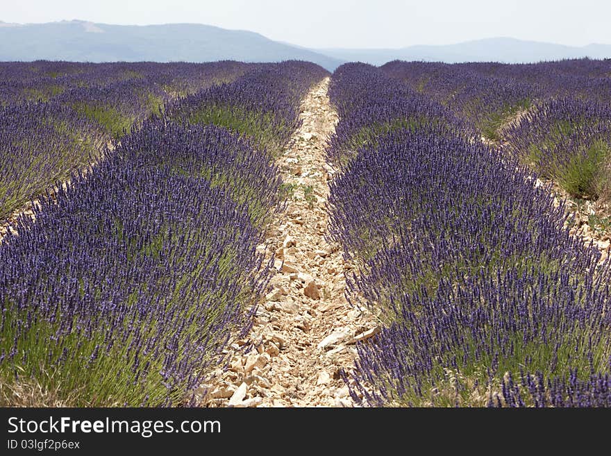 Lavender field in France