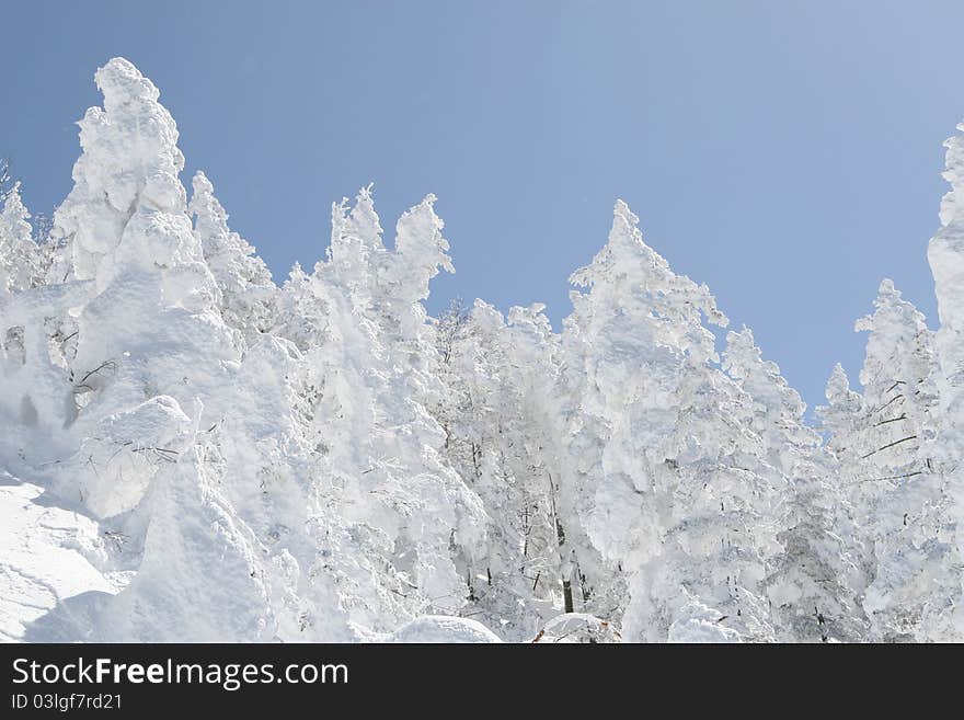 Winter Forest