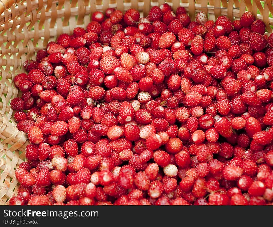 Wild strawberry in a basket. Wild strawberry in a basket