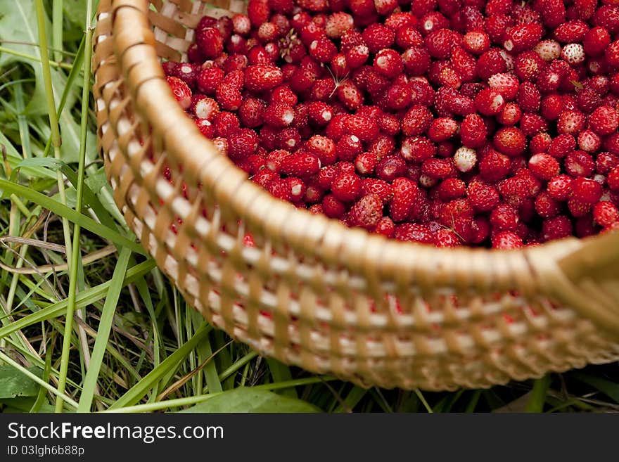 Wild strawberry in a basket. Wild strawberry in a basket