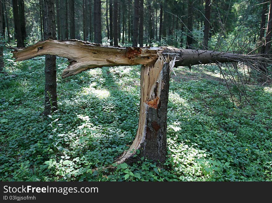 Tree in a park