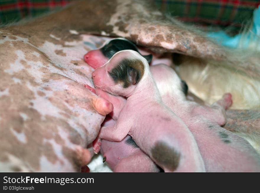 Chinese Crested Puppies