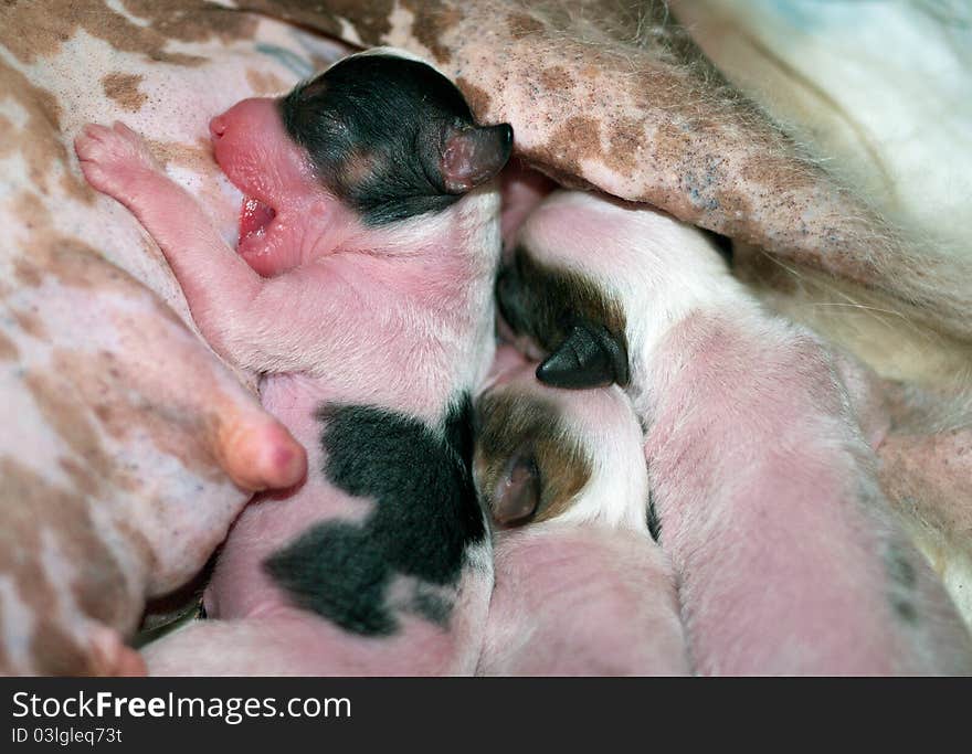 Newborn puppies of breed the Chinese crested dog sucks a maternal breast