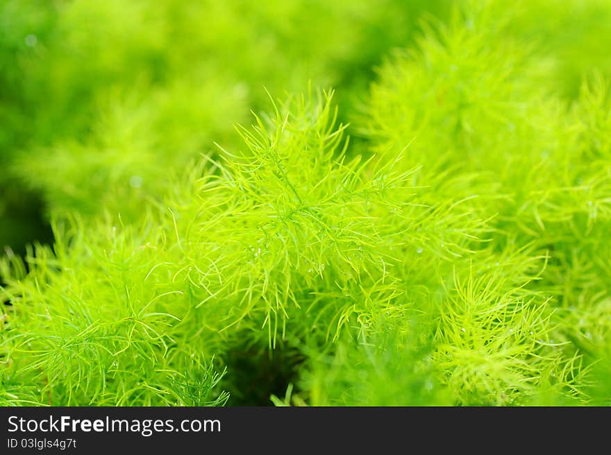 Green leaf texture in nature