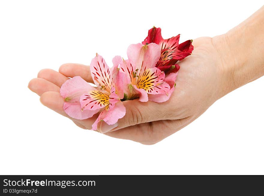 Flowers of different colors isolated on white background