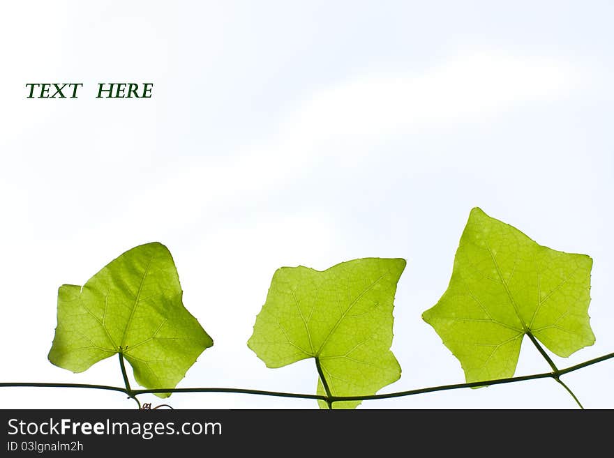 Green plant isolated over white