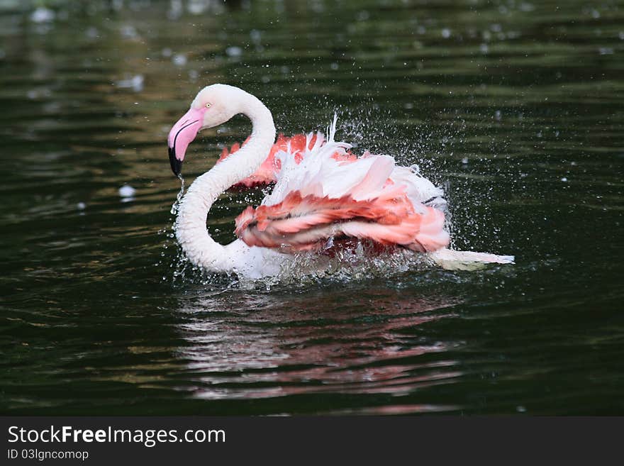 Washing Flamingo