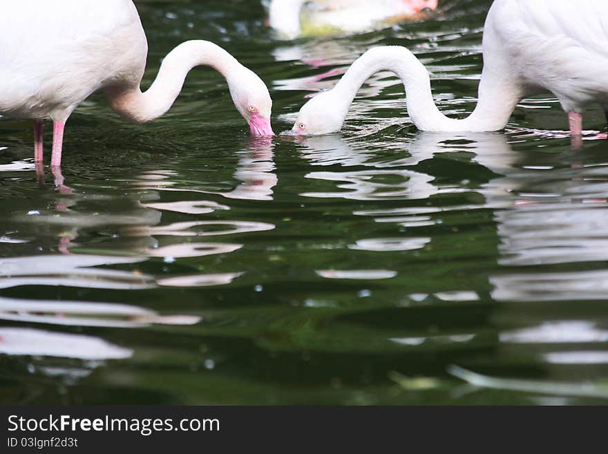 Washing Flamingos