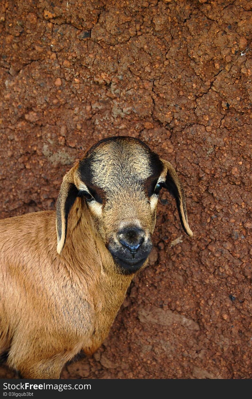 Goat In Front Of Mud Wall