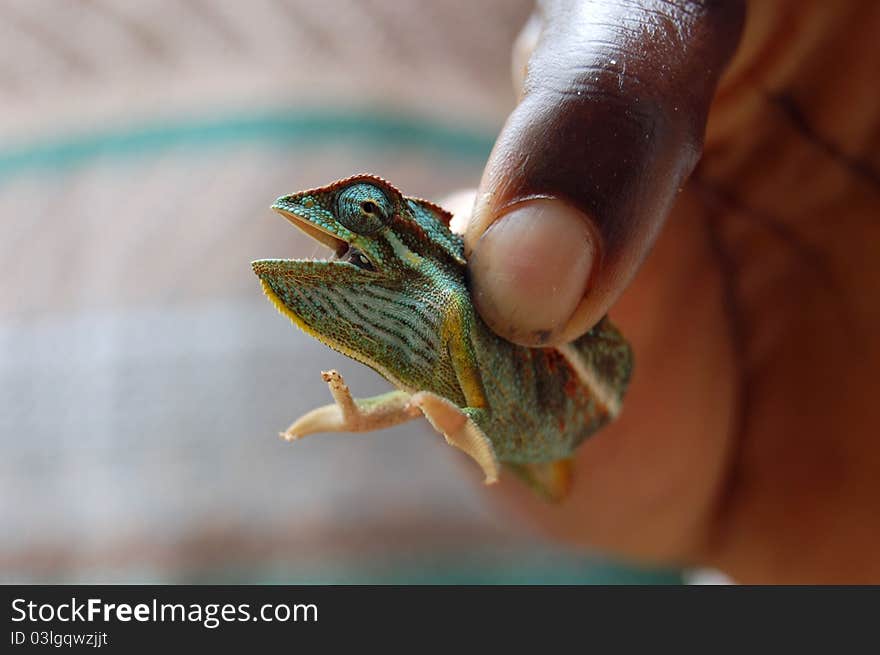 A black hand holding a chameleon.