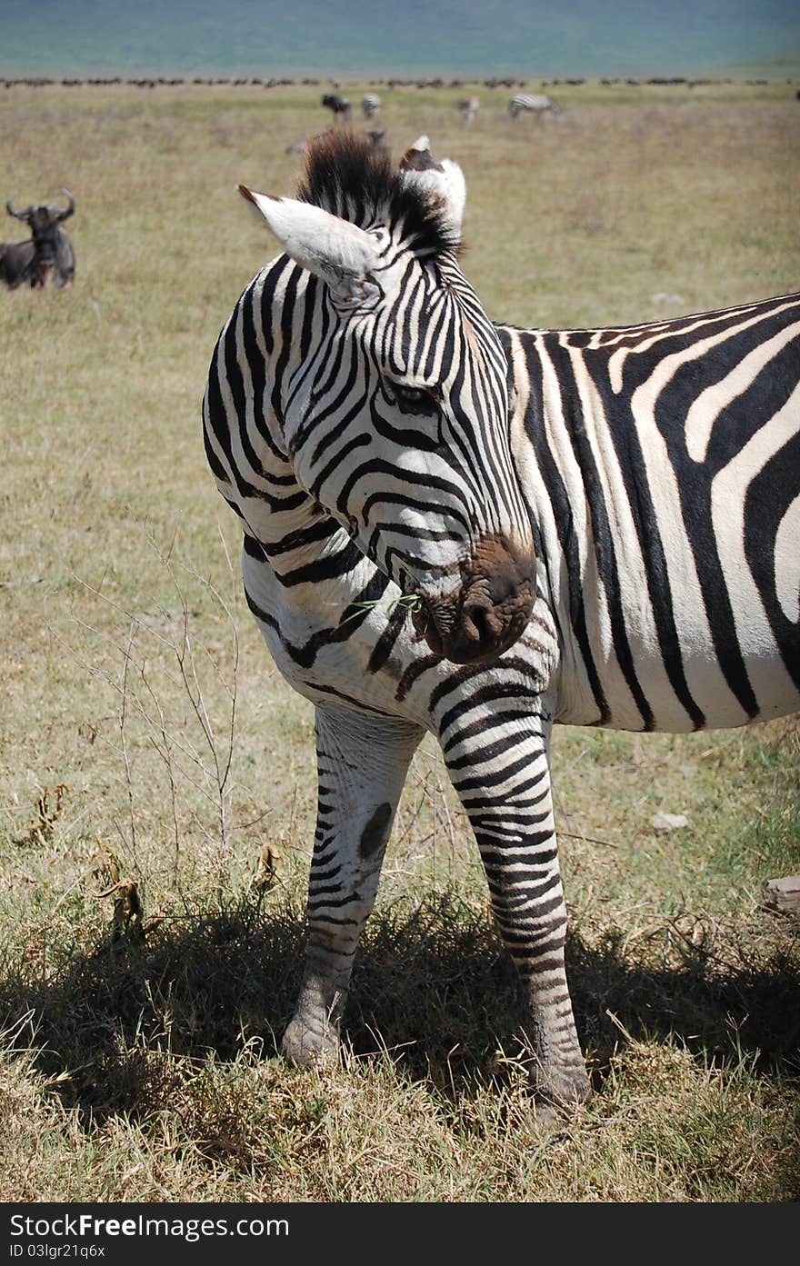 Grazing zebra