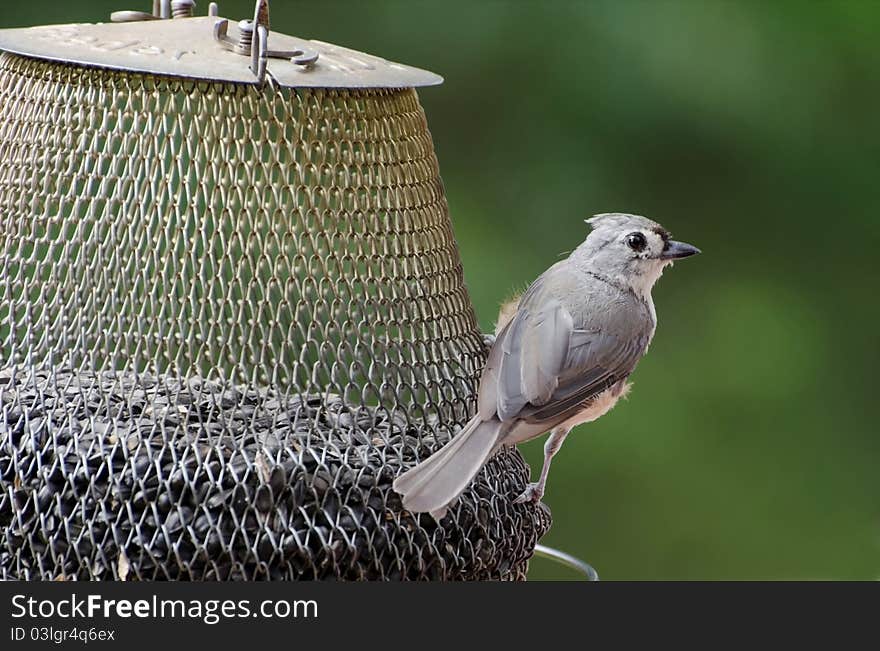 Closeup of tufted titmouse feeding on sunflower seeds