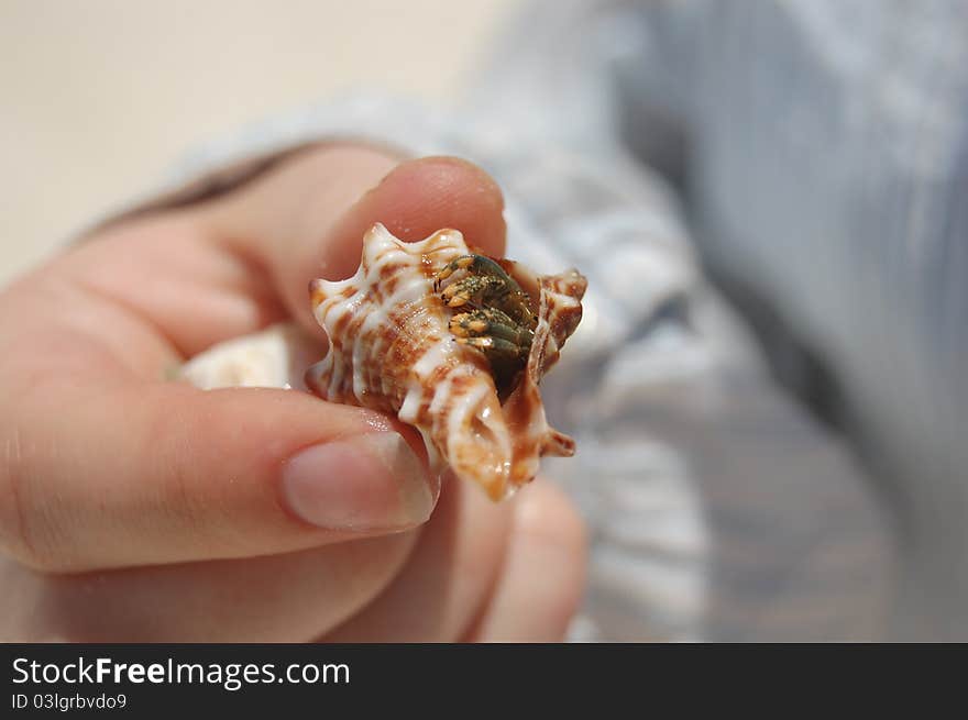 A white hand holding a crab in a shell.