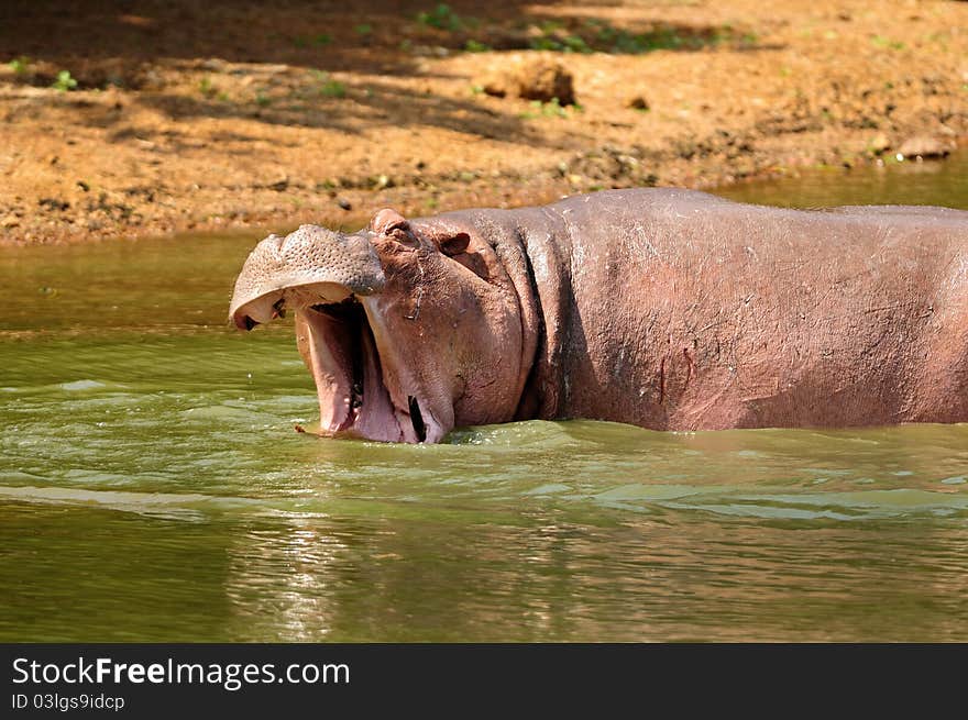 A Hippo gives out a loud grunting roar in the water. A Hippo gives out a loud grunting roar in the water