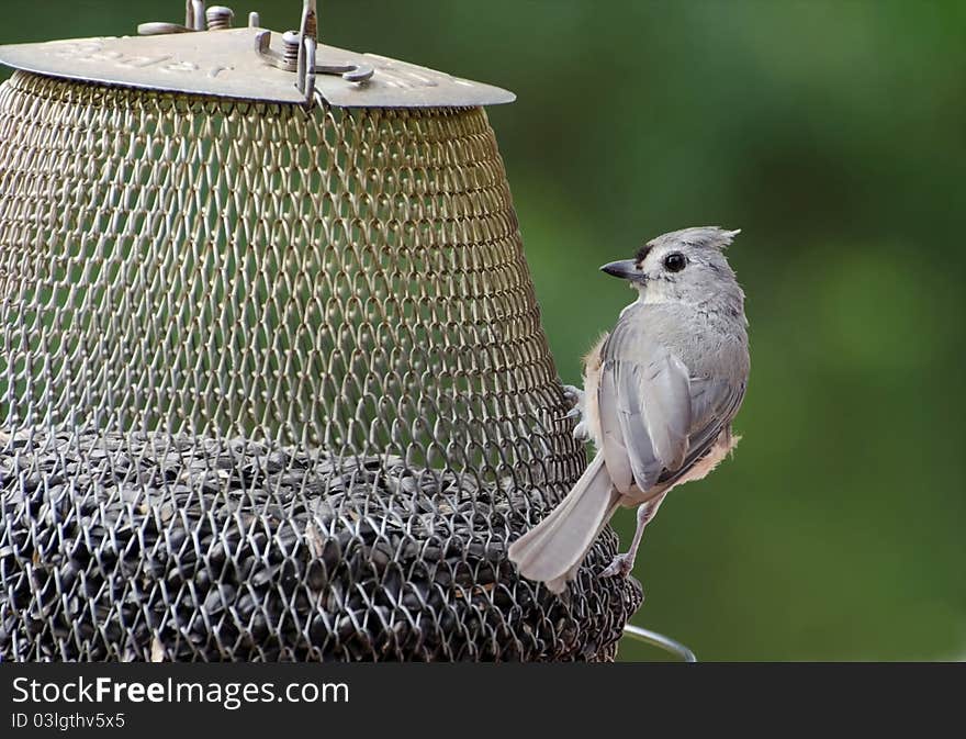 Closeup of tufted titmouse feeding on sunflower seeds