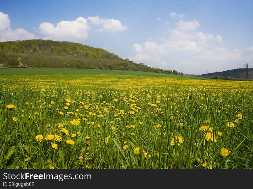 Spring Colors