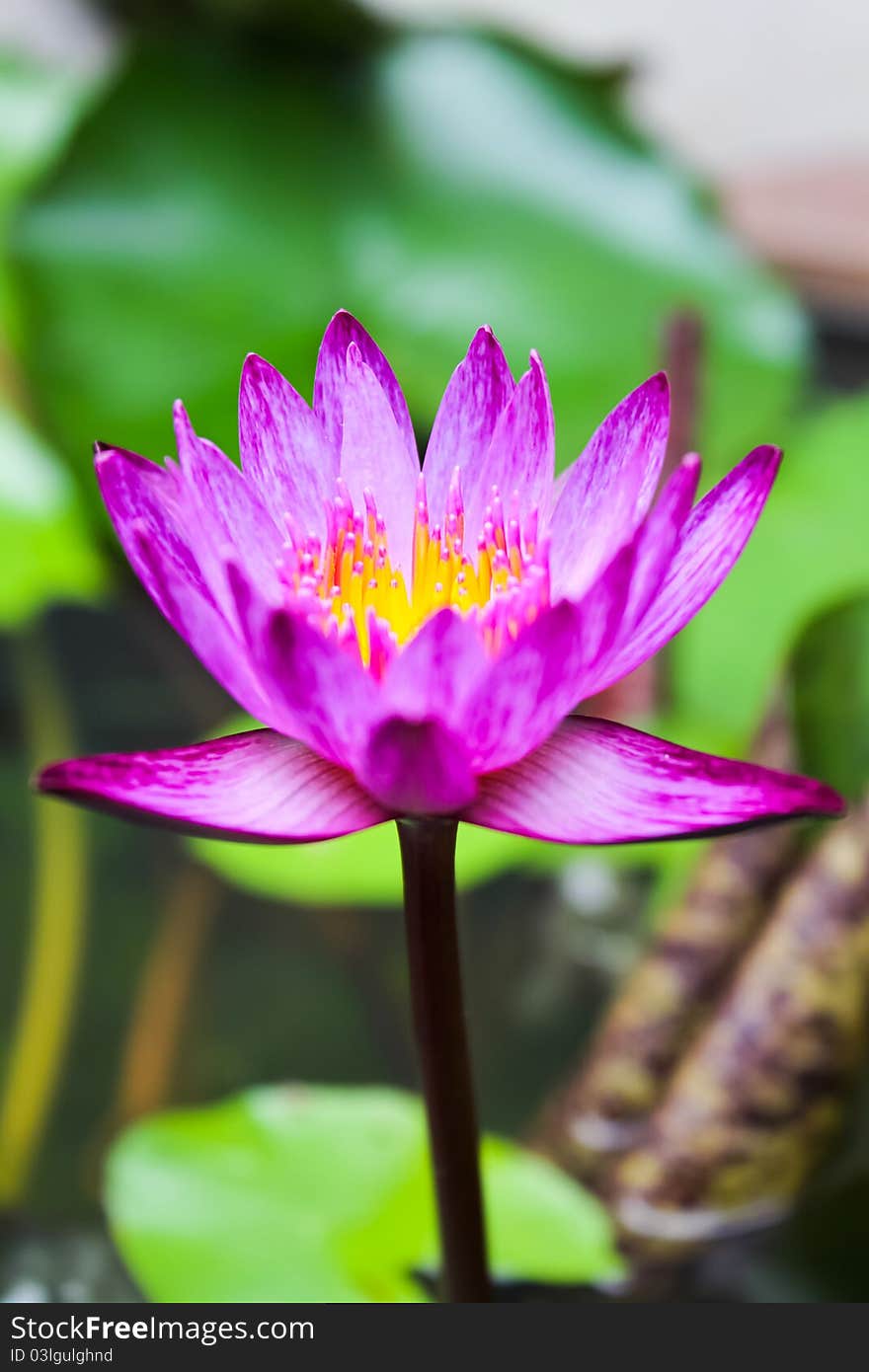 Purple lotus in water