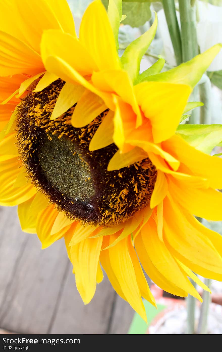 Yellow sunflowers in bloom