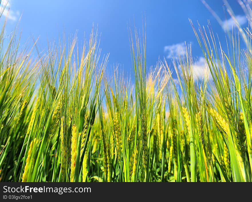 wheat field on a background of blue sky