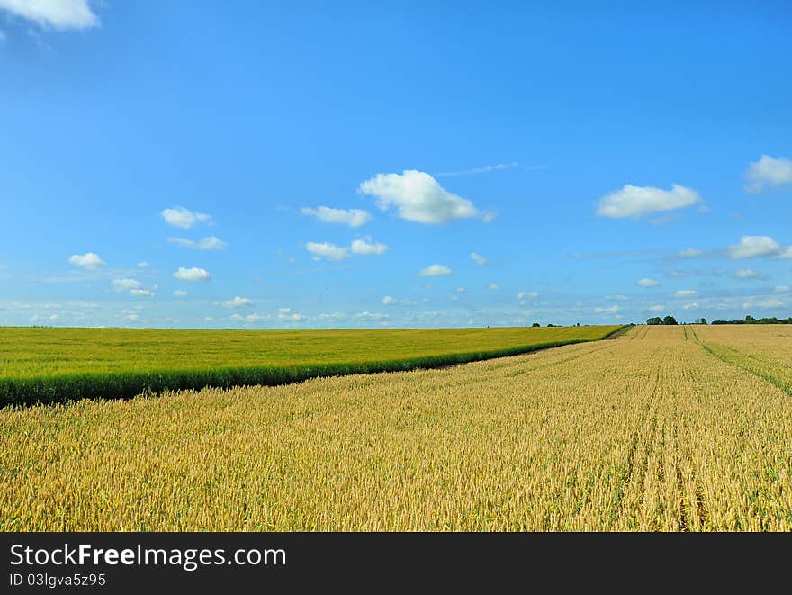 Wheat field on a background of blue sky