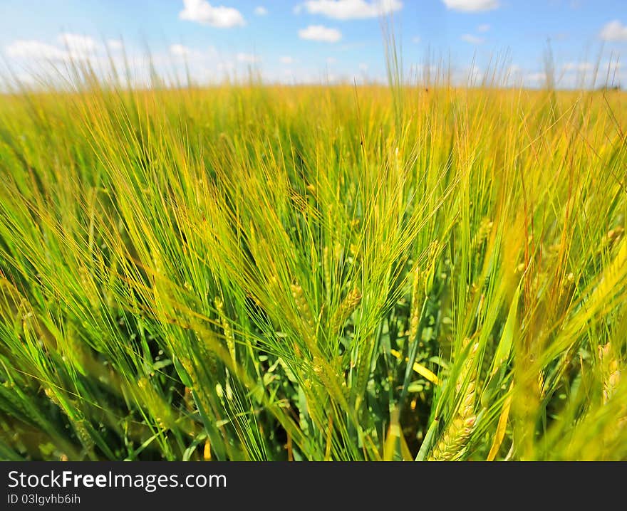 Wheat field on a background of blue sky