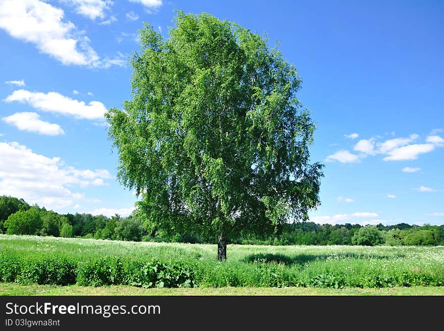 Photo of a field and wood against the dark blue sky. Photo of a field and wood against the dark blue sky.