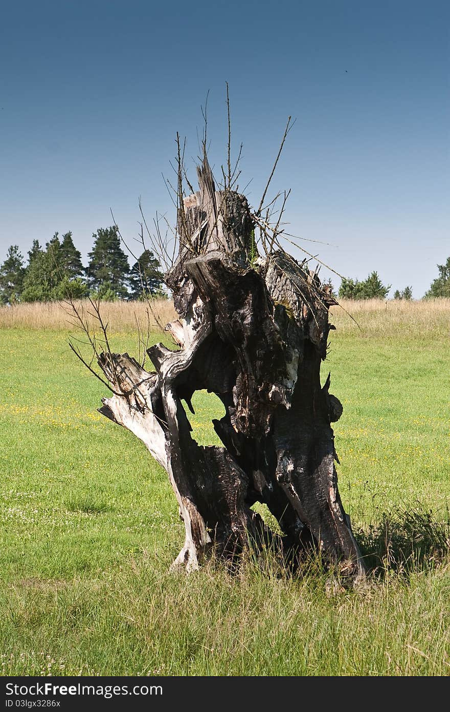 Old burnt willow tree on grassland. Old burnt willow tree on grassland